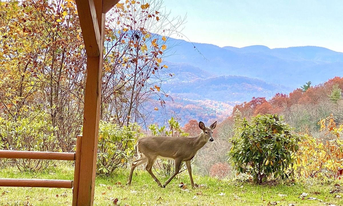 Fairview House | 5 BR Private Estate on 12 acres! Stunning Views! 17 min. to downtown!