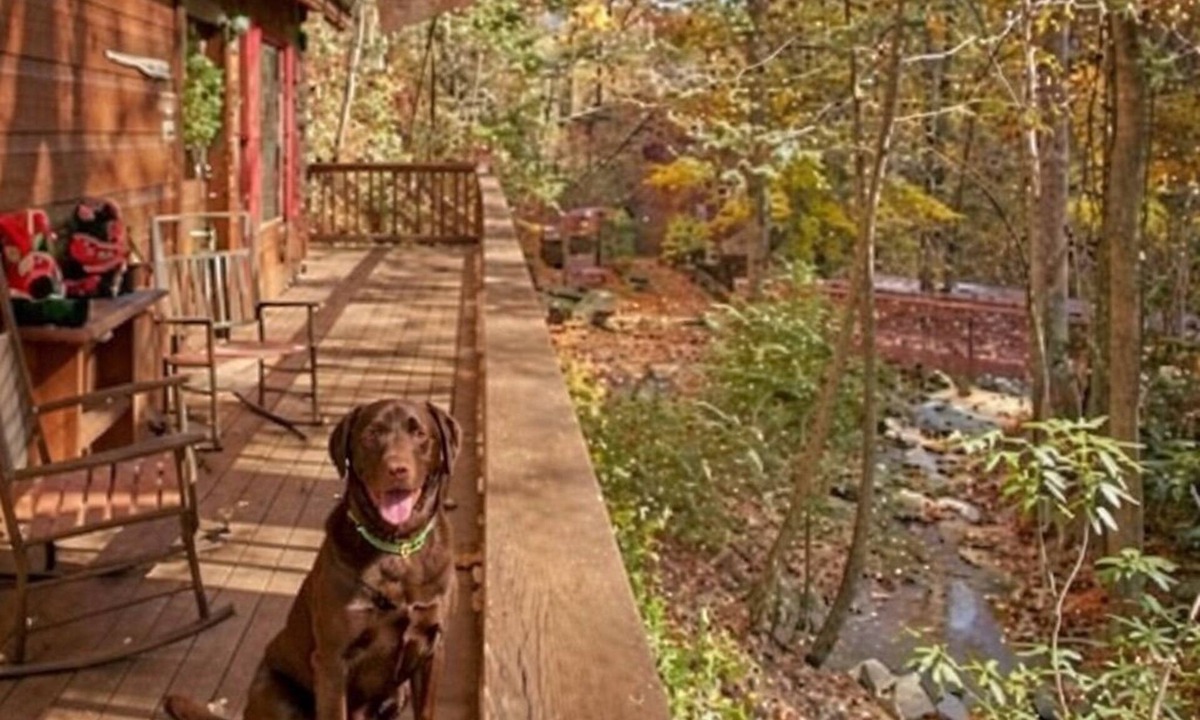 Chalet Village Cabin | Pet paradise | Affordable | scenic