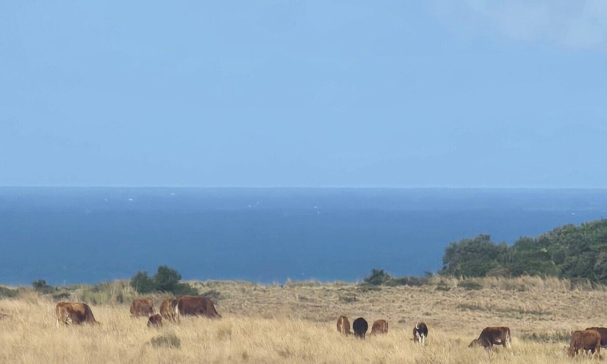 Willowvale House | The sunrises above the sea, a stretch of a farm and moving ships in the Ocean