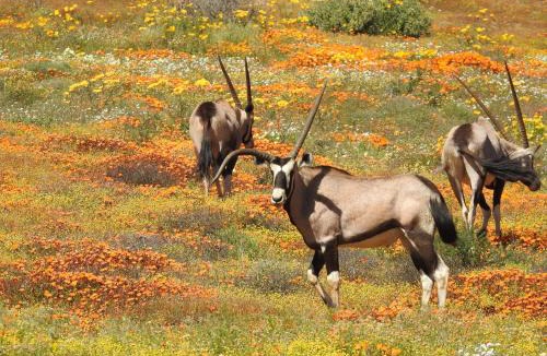 Kamieskroon Apartment | Soebatsfontein Guest Lodge