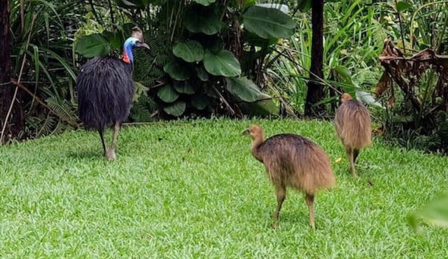 Birdwatcher's Oasis | Tiny Home | Cassowary Visitors