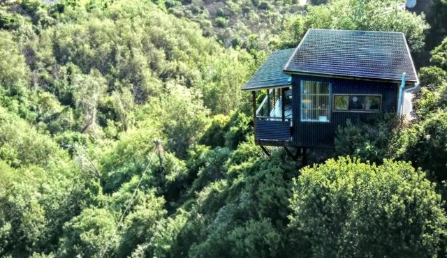 Forest Studio