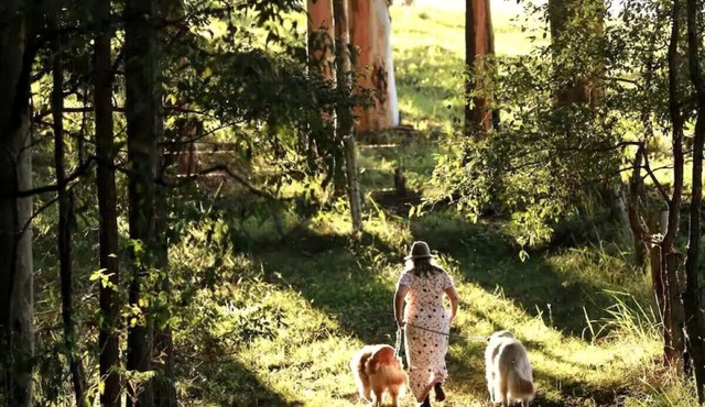 Misty Valley Cabin Pet Friendly Getaway