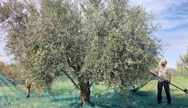 Two Bedroom Apartment Olive Oil Homestead Milok