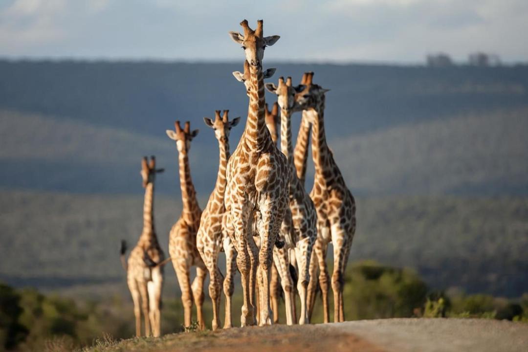 Makana Villa | 4 bedroom Luxury Private Safari Villa with Wildlife Drives