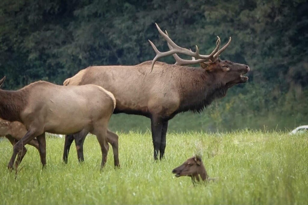 Photo of Others in Sevierville