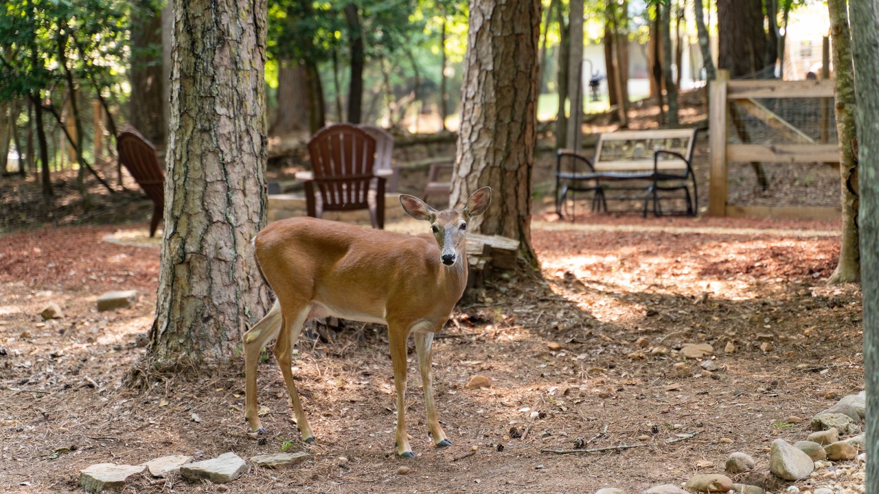 Photo of Others in Ellijay