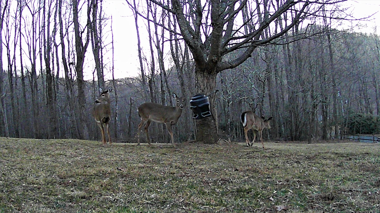 Photo of Others in Spruce Pine