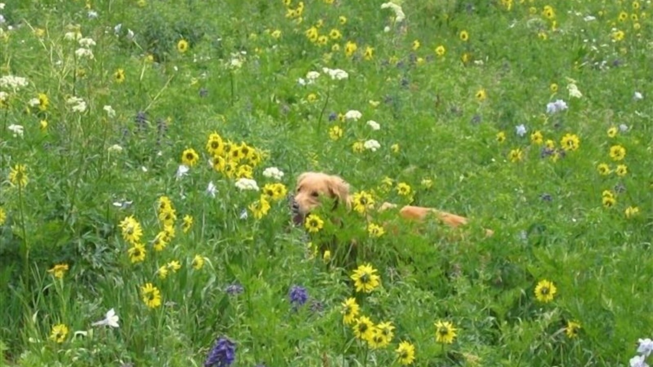 Photo of Others in Crested Butte