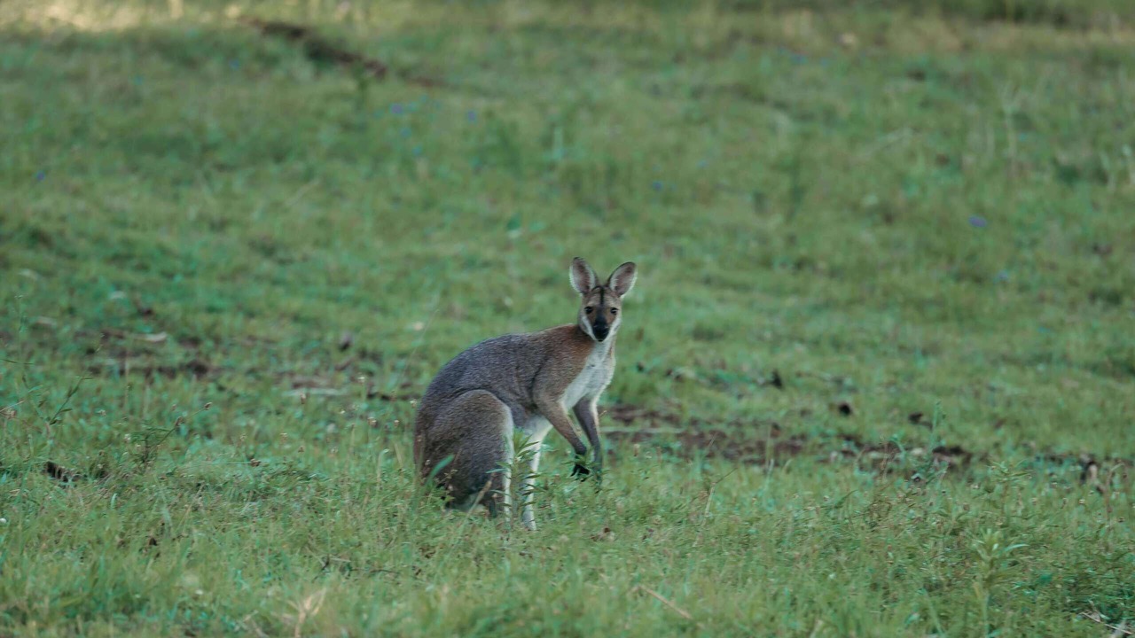 Photo of Others in Fawcetts Plain