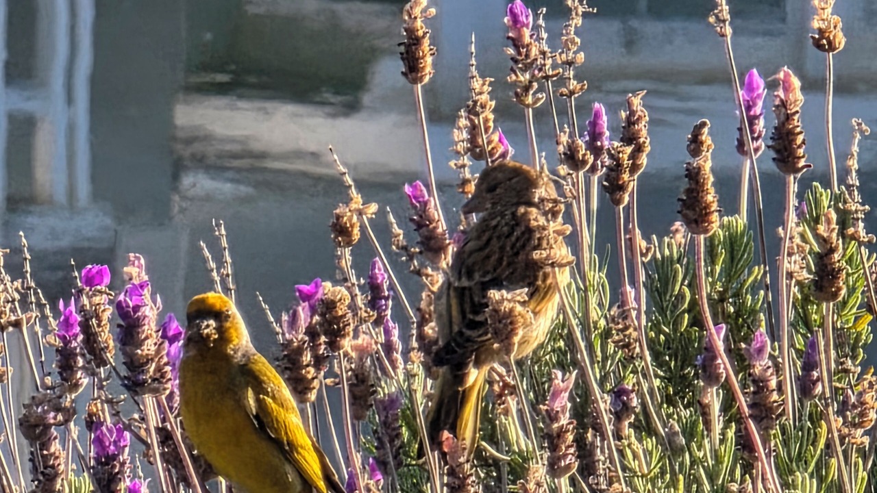 Photo of Others in Knysna