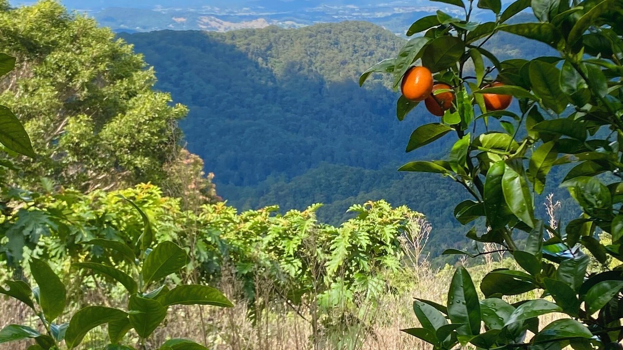 Photo of Outdoor in Numinbah