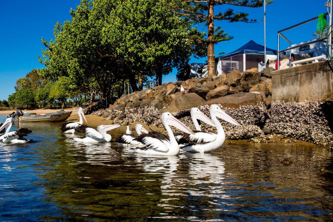 Photo of Others in Brunswick Heads