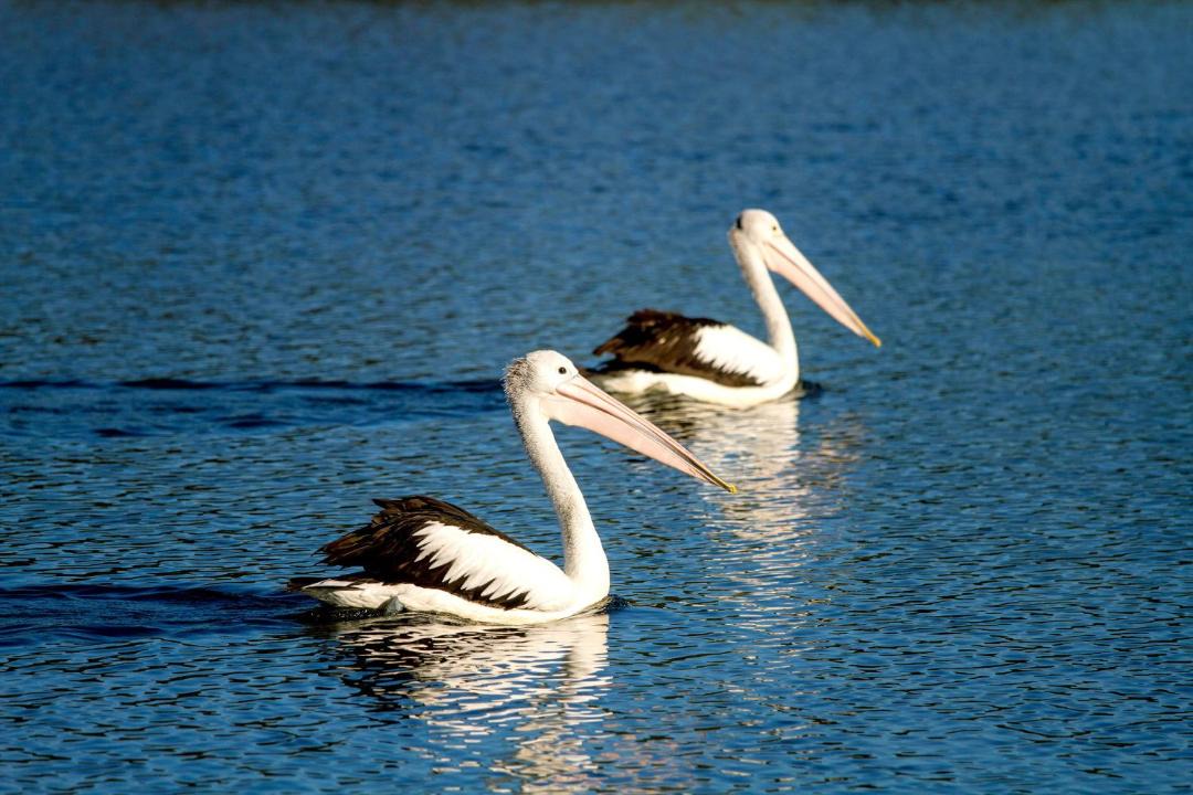 Photo of Others in Brunswick Heads