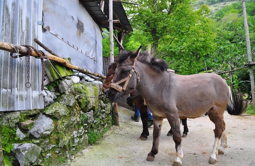 Pucara House | The moon and the Fox - Life in the countryside, trekking, the blue sea.